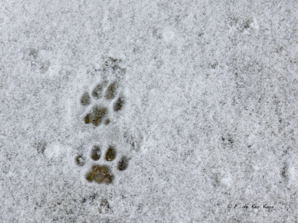 Bois des Moutiers Winterreise (15)